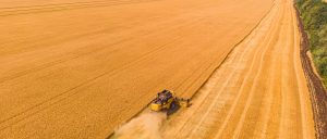 Wheat harvest