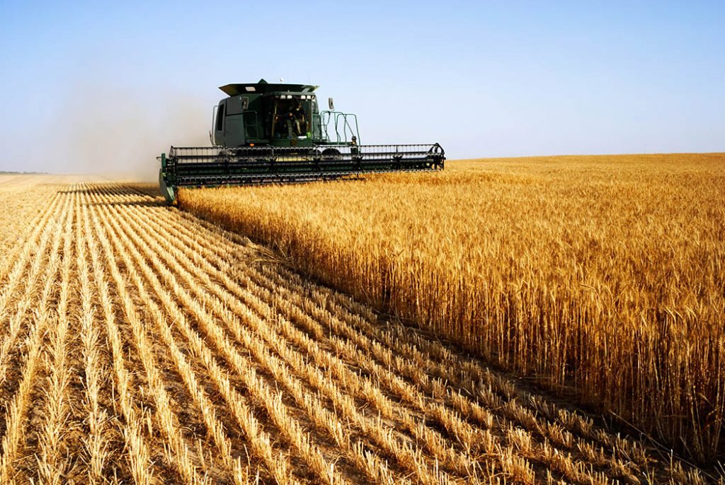 Combing harvesting wheat