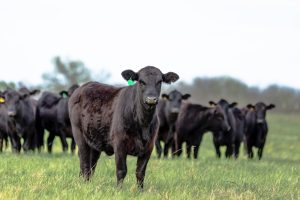A herd of Angus cattle with a heifer in focus in the foreground and the rest of the herd out of focus behind her and room above for copy.